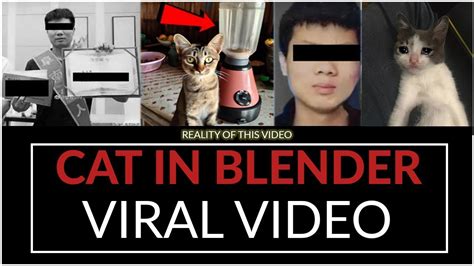 cat blender video footage twitter